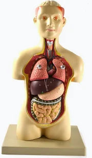 Model, Human Torso